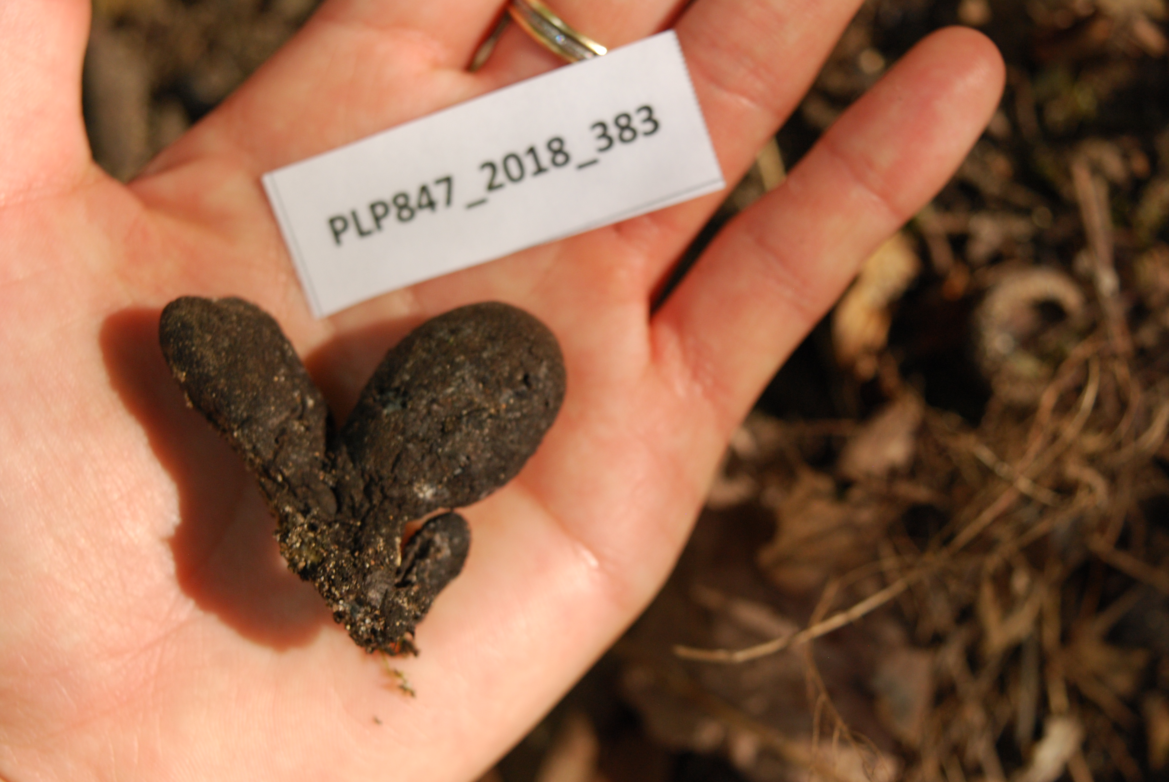 Xylaria Polymorpha Figure 1